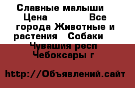 Славные малыши! › Цена ­ 10 000 - Все города Животные и растения » Собаки   . Чувашия респ.,Чебоксары г.